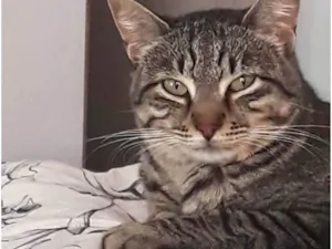 Gato raça SRD-ViraLata idade 2 anos nome Giorgio lindo 