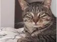 Giorgio lindo