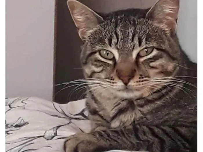 Gato ra a SRD-ViraLata idade 2 anos nome Giorgio lindo 