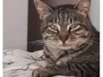 Giorgio lindo