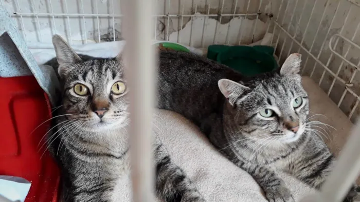 Gato ra a SRD-ViraLata idade 2 anos nome Gucci lindo 