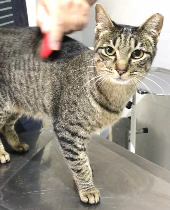 Gato ra a SRD-ViraLata idade 2 anos nome Gucci lindo 