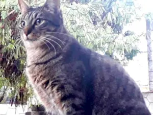 Gato raça SRD-ViraLata idade 2 anos nome Gucci lindo 