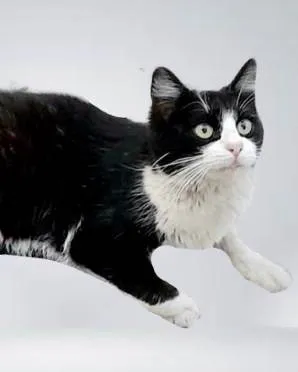 Gato ra a SRD-ViraLata idade 7 a 11 meses nome Cacau 11meses um amor !