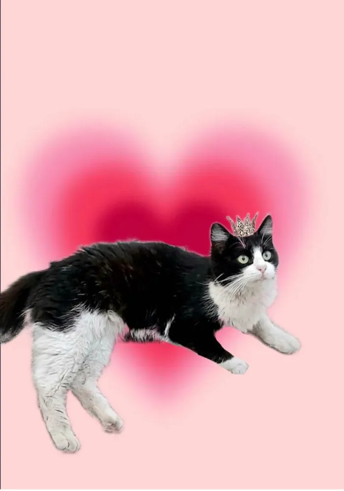 Gato ra a SRD-ViraLata idade 7 a 11 meses nome Cacau 11meses um amor !