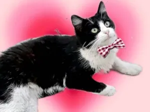 Gato raça SRD-ViraLata idade 7 a 11 meses nome Cacau 11meses um amor !