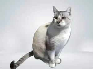 Gato raça SRD-ViraLata idade 7 a 11 meses nome Thomas 1aninho lindo e bonzinho 