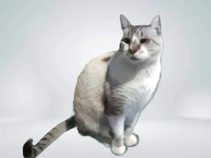 Gato ra a SRD-ViraLata idade 7 a 11 meses nome Thomas 1aninho lindo e bonzinho 