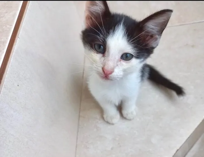 Gato ra a SRD-ViraLata idade 2 a 6 meses nome Velvet 2meses lindo 