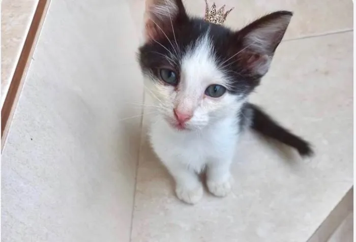 Gato ra a SRD-ViraLata idade 2 a 6 meses nome Velvet 2meses lindo 