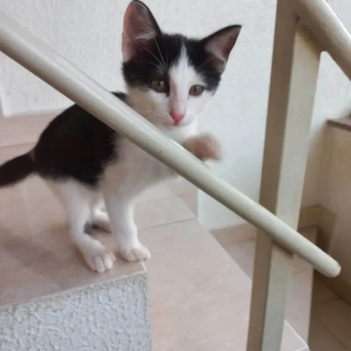 Gato ra a SRD-ViraLata idade 2 a 6 meses nome Velvet 2meses lindo 