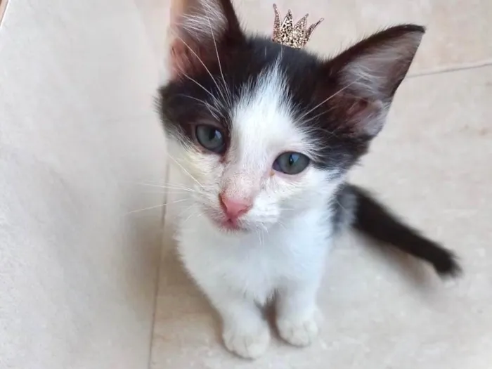 Gato ra a SRD-ViraLata idade 2 a 6 meses nome Velvet 2meses lindo 