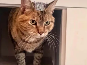 Gato raça SRD-ViraLata idade 7 a 11 meses nome Tita bb10meses Linda 