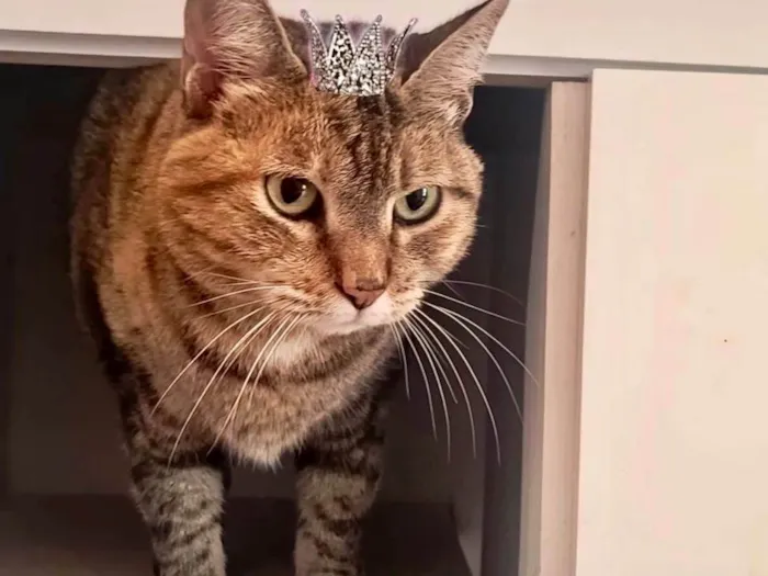 Gato ra a SRD-ViraLata idade 7 a 11 meses nome Tita bb10meses Linda 