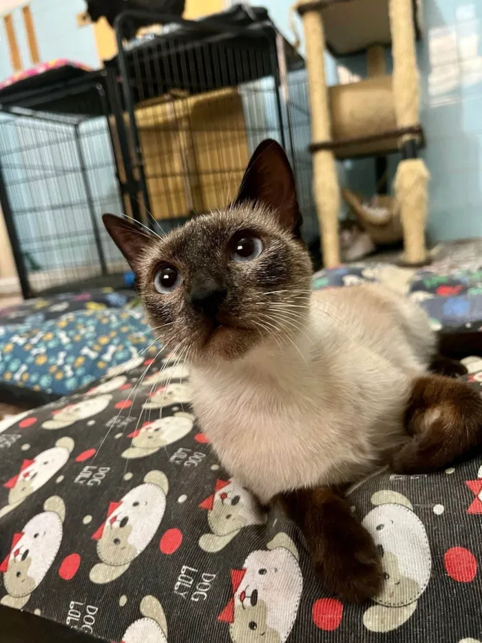 Gato ra a SRD-ViraLata idade 7 a 11 meses nome Cinderela bb9meses 