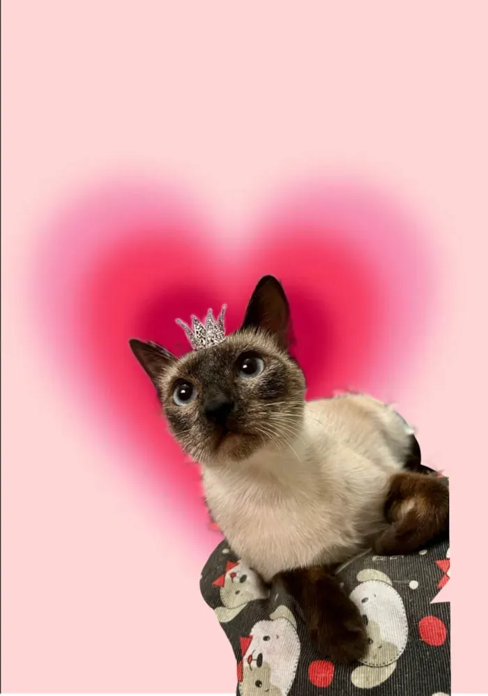 Gato ra a SRD-ViraLata idade 7 a 11 meses nome Cinderela bb9meses 