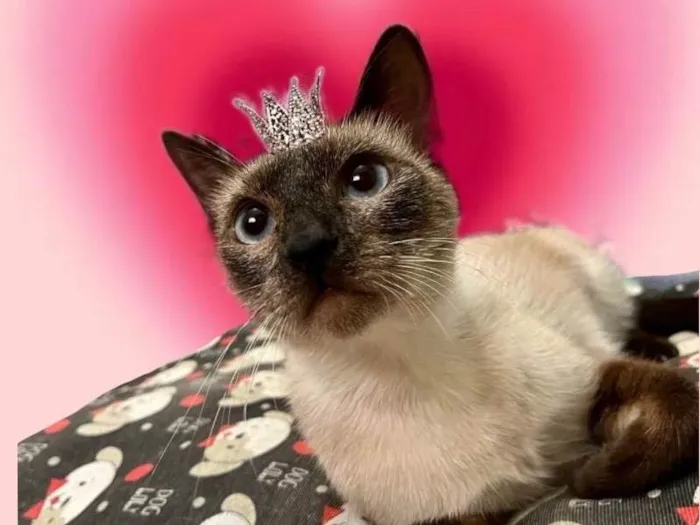 Gato ra a SRD-ViraLata idade 7 a 11 meses nome Cinderela bb9meses 