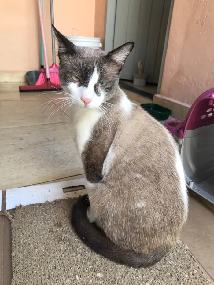 Gato ra a SRD-ViraLata idade 7 a 11 meses nome Erick bb10meses lindo e muito bonzinho 