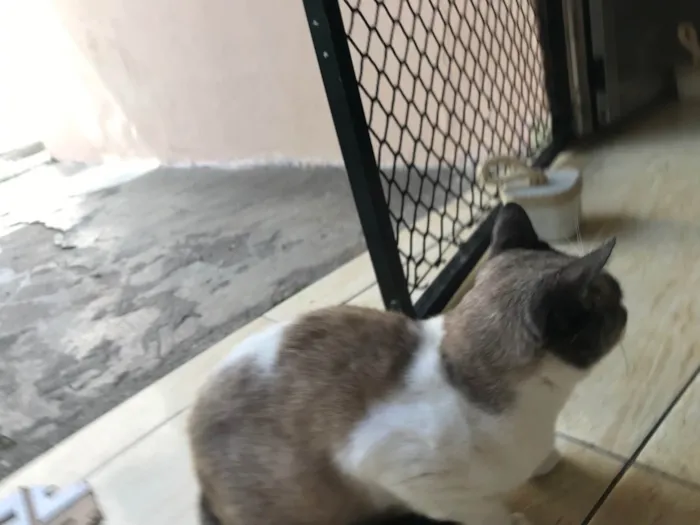 Gato ra a SRD-ViraLata idade 7 a 11 meses nome Erick bb10meses lindo e muito bonzinho 