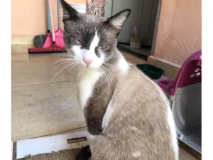 Gato raça SRD-ViraLata idade 7 a 11 meses nome Erick bb10meses lindo e muito bonzinho 