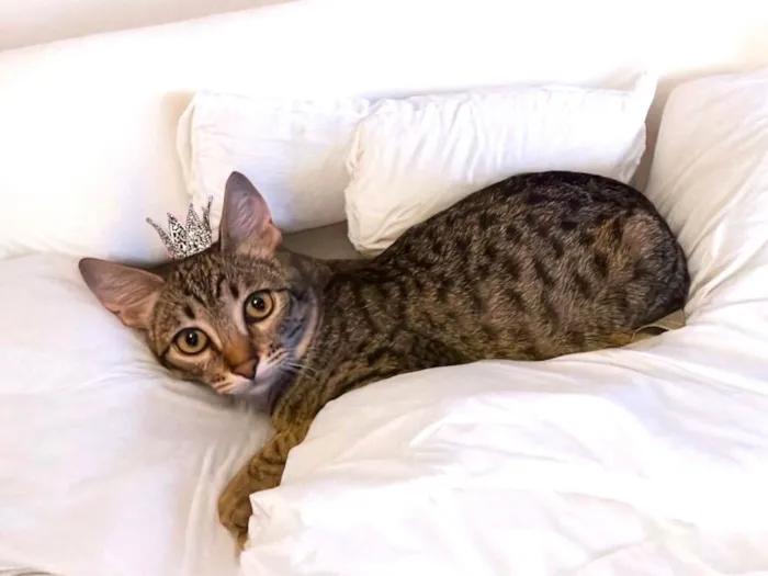 Gato ra a SRD-ViraLata idade 2 a 6 meses nome John bb5meses lindo 