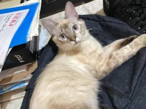 Gato raça SRD-ViraLata idade 7 a 11 meses nome Rita lee