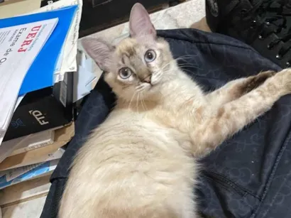 Gato raça SRD-ViraLata idade 7 a 11 meses nome Rita lee