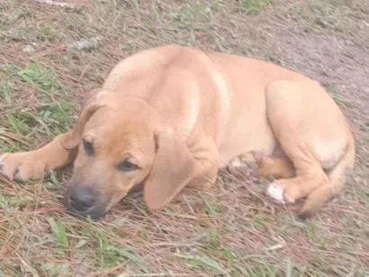 Cachorro raça Labrador idade 2 a 6 meses nome Mel e leci