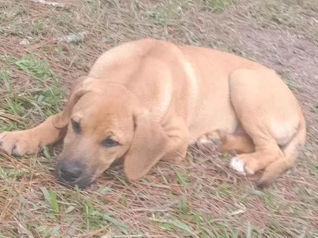 Cachorro ra a Labrador idade 2 a 6 meses nome Mel e leci