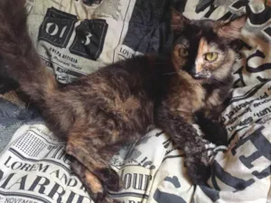 Gato raça Persa idade Abaixo de 2 meses nome Escaminha peluda adocao