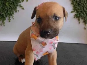 Cachorro raça SRD-ViraLata idade Abaixo de 2 meses nome Juno