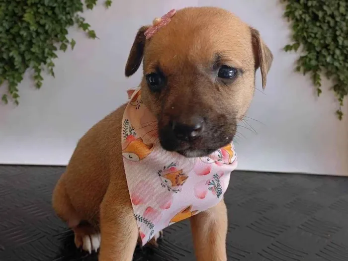 Cachorro ra a SRD-ViraLata idade Abaixo de 2 meses nome Juno