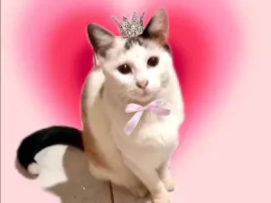 Gato raça SRD-ViraLata idade 2 a 6 meses nome Melissa linda 