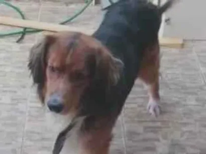 Cachorro raça Pastor Alemão idade 4 anos nome Alfe