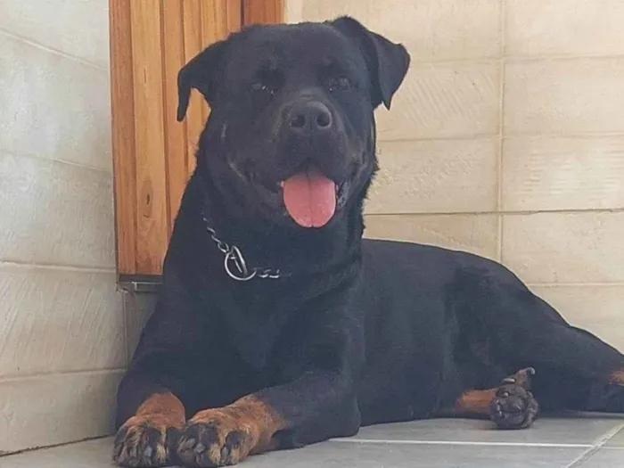 Cachorro ra a Rottweiler idade 2 a 6 meses nome Pantera