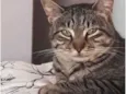 Giorgio lindo