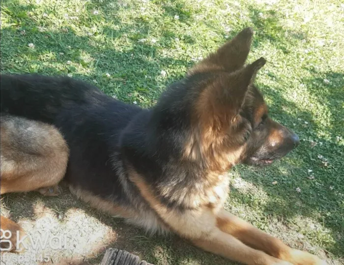 Cachorro ra a Pastor Alemão idade 3 anos nome Nick 