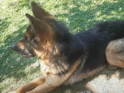 Cachorro raça Pastor Alemão idade 3 anos nome Nick 