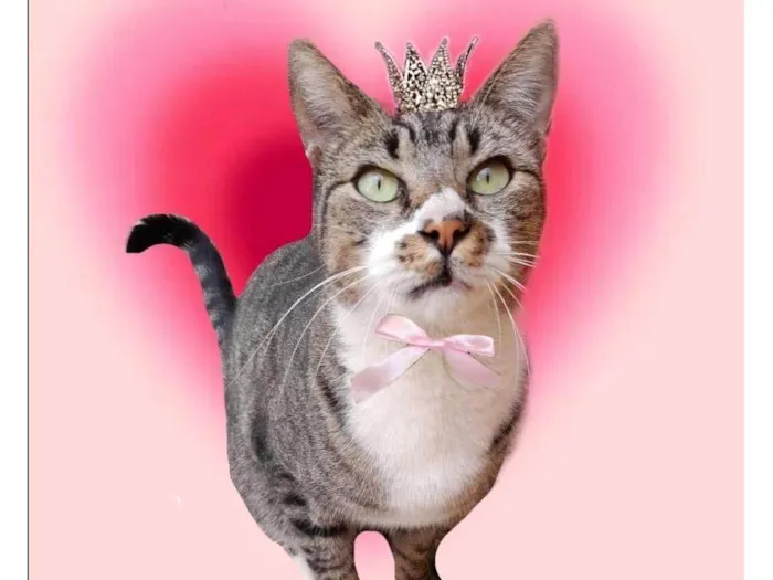 Gato ra a SRD-ViraLata idade 1 ano nome Ronron Linda 
