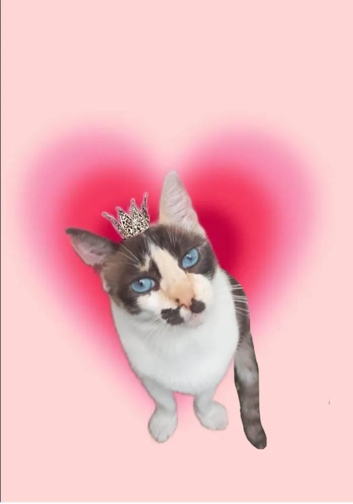Gato ra a SRD-ViraLata idade 1 ano nome Cappuccino lindíssima 