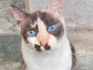 Gato raça SRD-ViraLata idade 1 ano nome Cappuccino lindíssima 