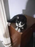 Oreo lindo e bonzinho