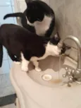 Oreo lindo e bonzinho
