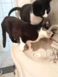 Oreo lindo e bonzinho