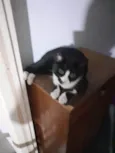 Oreo lindo e bonzinho