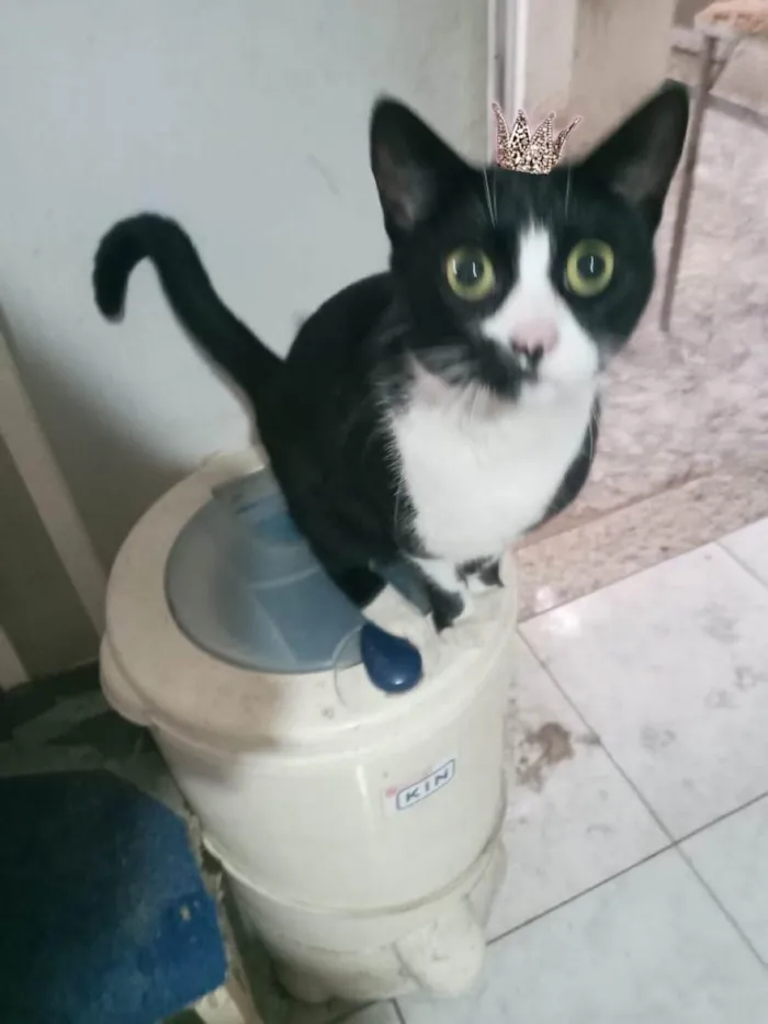 Gato ra a SRD-ViraLata idade 1 ano nome Oreo lindo e bonzinho 