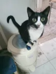 Oreo lindo e bonzinho