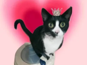 Gato raça SRD-ViraLata idade 1 ano nome Oreo lindo e bonzinho 