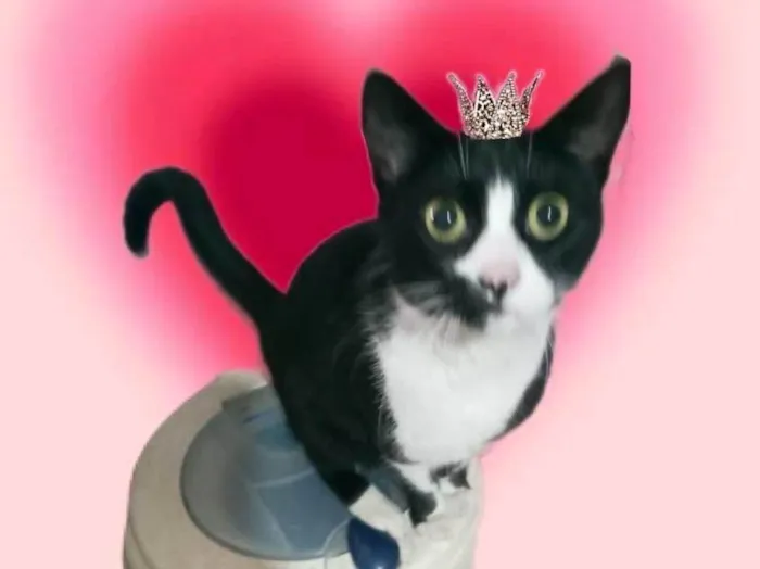 Gato ra a SRD-ViraLata idade 1 ano nome Oreo lindo e bonzinho 