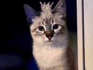 Gato raça SRD-ViraLata idade 2 a 6 meses nome JohnSnow 5meses 